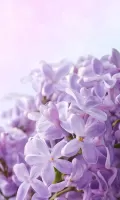 Lilac Flowers Live Wallpaper