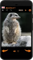 Real Animal Sounds