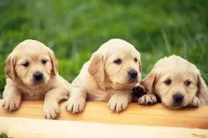 Dogs Jigsaw Puzzles