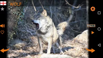Real Animal Sounds