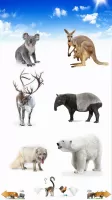 Animal Sounds