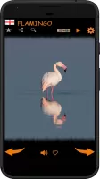 Real Animal Sounds