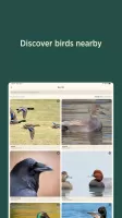 Audubon Bird Guide
