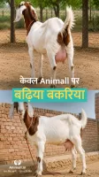 गाय भैंस खरीदें बेचें Animall