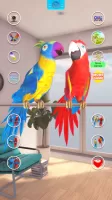 Talking Parrot Couple