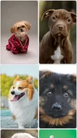Puppy Wallpapers
