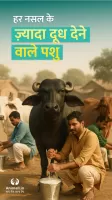 गाय भैंस खरीदें बेचें Animall