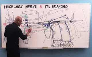Dr. Najeeb Lectures
